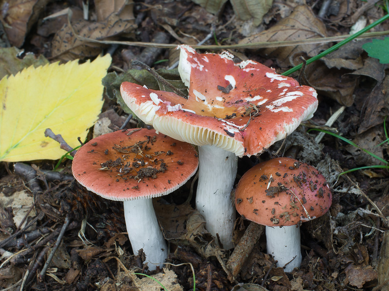 Russula fontqueri